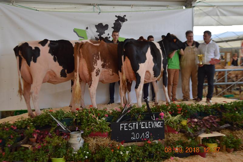 Mr Top, meilleur lot de descendance lors du d&eacute;partemental du Maine et Loire