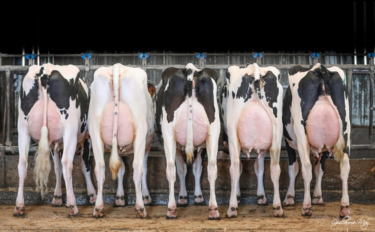 Lot de vaches au Gaec des Horizons